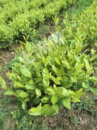 乐山峨眉山市 300亩 其它林地 经营权转让