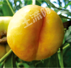 秦皇岛抚宁区 429.08亩 果园 经营权转让