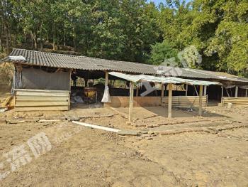 茂名高州市 8.26亩 设施农用地 经营权出租