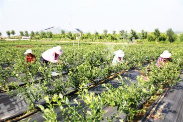 青岛黄岛区 60亩 果园 经营权出租