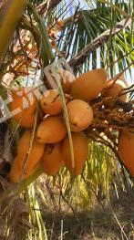 海口秀英区 127.41亩 其它园地 经营权出租