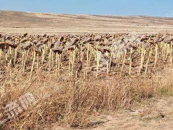 包头达尔罕茂明安联合旗 250亩 水浇地 经营权出租