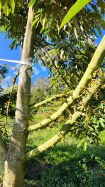 乐东黎族自治县志仲镇 700亩 灌木林地 经营权转让