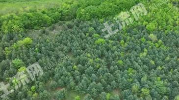 哈尔滨尚志市 800亩 其它林地 经营权出租