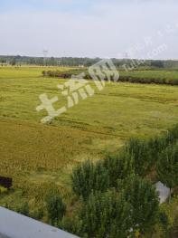 济南历城区 850亩 水浇地 经营权出租