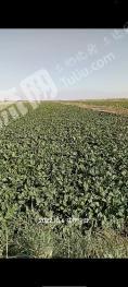 新疆巴音郭楞 380亩 水浇地 经营权出租