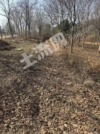 宣城宣州区 100亩 旱地 经营权转包