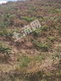 安顺西秀区 300亩 其它园地 经营权转让