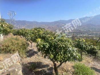 攀枝花仁和区 50亩 果园 经营权转让