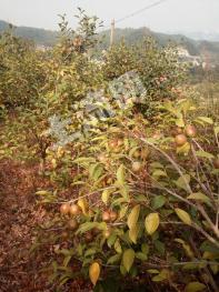 衢州常山县 101亩 其它园地 经营权转让