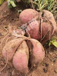 南阳桐柏县 900亩 其它林地 经营权转让