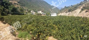 昆明禄劝彝族苗族自治县 100亩 果园 经营权转让