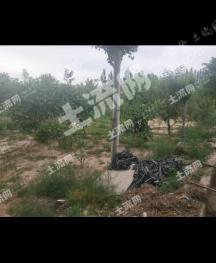 银川永宁县 23.01亩 水浇地 经营权出租