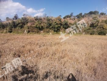 攀枝花米易县 44亩 旱地 经营权出租