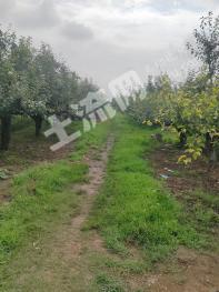 蚌埠固镇县 16.1亩 果园 经营权出租