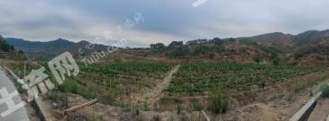 攀枝花仁和区 40亩 果园 经营权转让