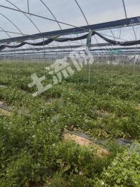 广州花都区 20亩 旱地 经营权转包