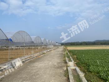 江门鹤山市 400亩 水浇地 经营权出租