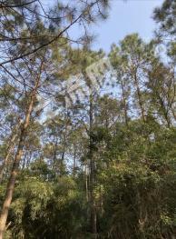 普洱市景东彝族自治县 13002亩 其它林地 经营权出租