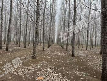 菏泽曹县 2.6亩 旱地 经营权转让