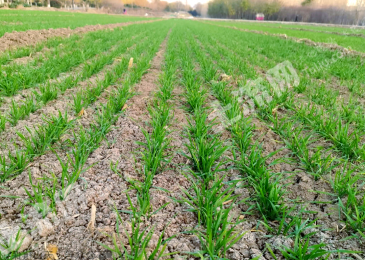 鹤壁淇滨区 120亩 水浇地 经营权转包