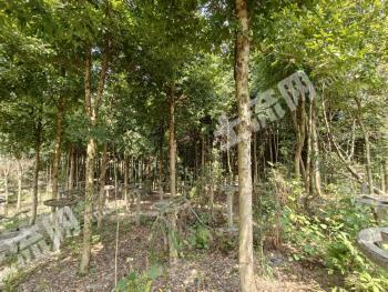 清远佛冈县 30.59亩 其它林地 经营权转包