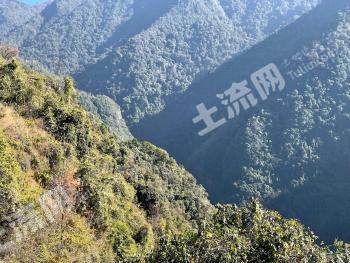 怒江泸水市 3104.6亩 乔木林地 经营权出租