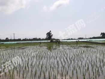 海南临高县 3000亩 水田 经营权出租