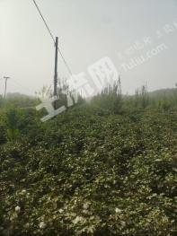 喀什莎车县 681亩 水浇地 经营权出租