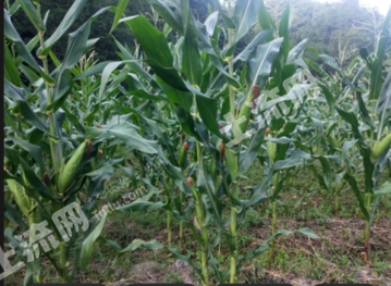 昆明晋宁区 5亩 水浇地 经营权出租