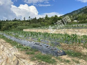 杭州临安区 15.26亩 旱地 经营权出租