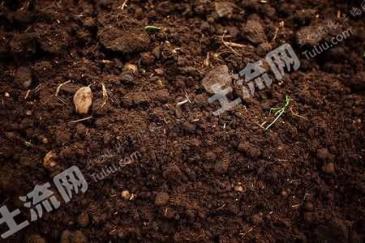 鹤岗绥滨县 375.37亩 旱地 经营权出租