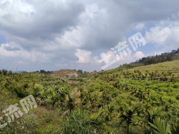 海南琼中黎族苗族自治县 150亩 果园 经营权转让