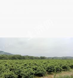 桂林全州县 80亩 果园 经营权出租