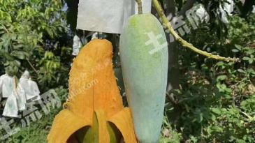 攀枝花盐边县 25亩 果园 经营权出租