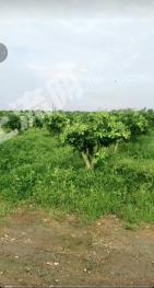 荆门钟祥市 110亩 果园 经营权转让