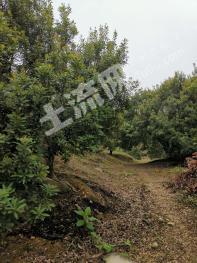 浙江绍兴 60亩 其它林地 经营权转让