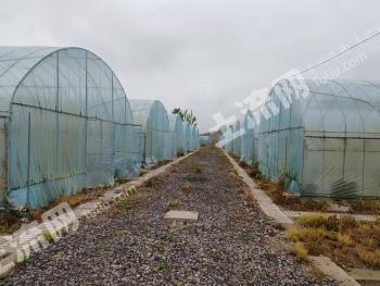 六安金安区 400亩 水浇地 经营权出租