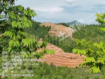 赣州于都县 4000亩 乔木林地 经营权出租