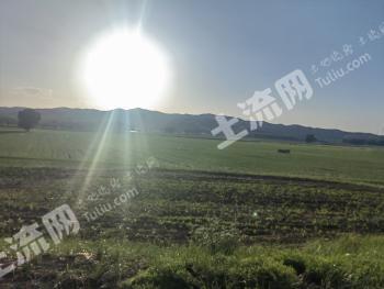 乌兰察布卓资县 304.19亩 水田 经营权出租