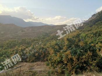 攀枝花仁和区 128.35亩 果园 经营权出租