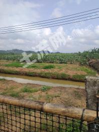 珠海金湾区 32亩 水田 经营权转包