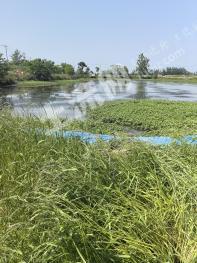 荆州松滋市 47.6亩 坑塘水面 经营权出租