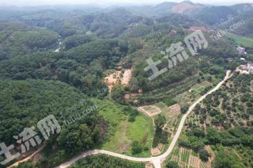 茂名高州市 15亩 果园 经营权出租