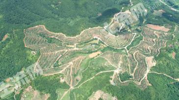 赣州信丰县 920亩连片 果园 经营权出租可立项申报乡村振兴补贴