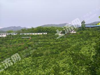 眉山东坡区 1000亩 果园 经营权出租