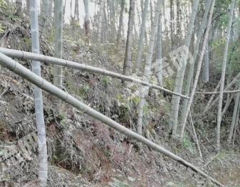 赣州定南县 32.8亩 竹林地 经营权出租