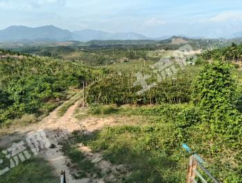 乐东黎族自治县千家镇 60.07亩 其它林地 经营权出租