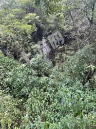 昆明宜良县 22亩 乔木林地 经营权转让