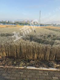 驻马店驿城区 10亩 旱地 经营权出租
